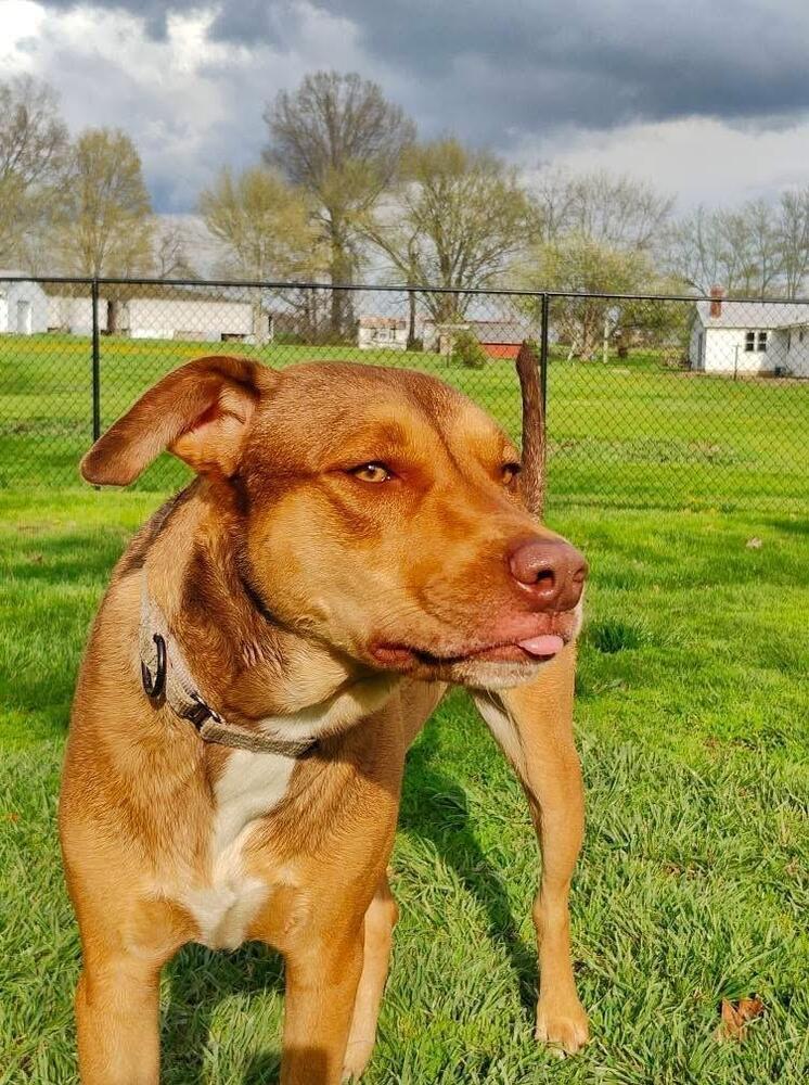 Enlarge Buck Strickland, a Adoptable mixed breed in Grove City, OH image 2/6