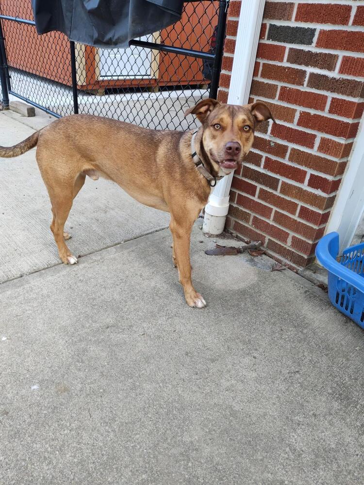 Enlarge Buck Strickland, a Adoptable mixed breed in Grove City, OH image 4/6