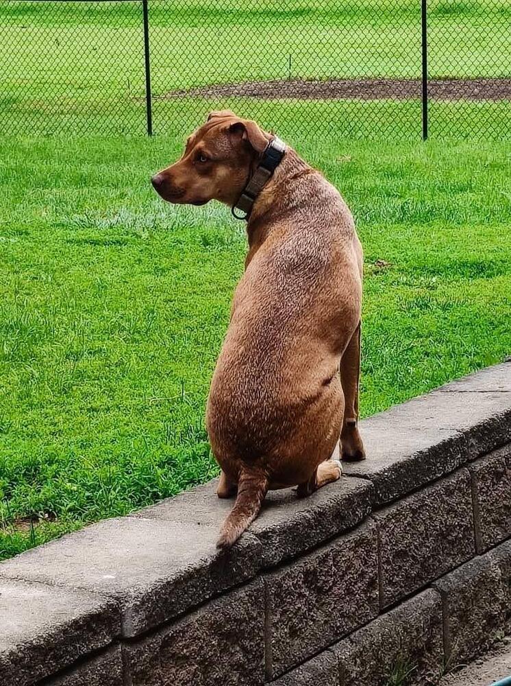 Enlarge Buck Strickland, a Adoptable mixed breed in Grove City, OH image 5/6