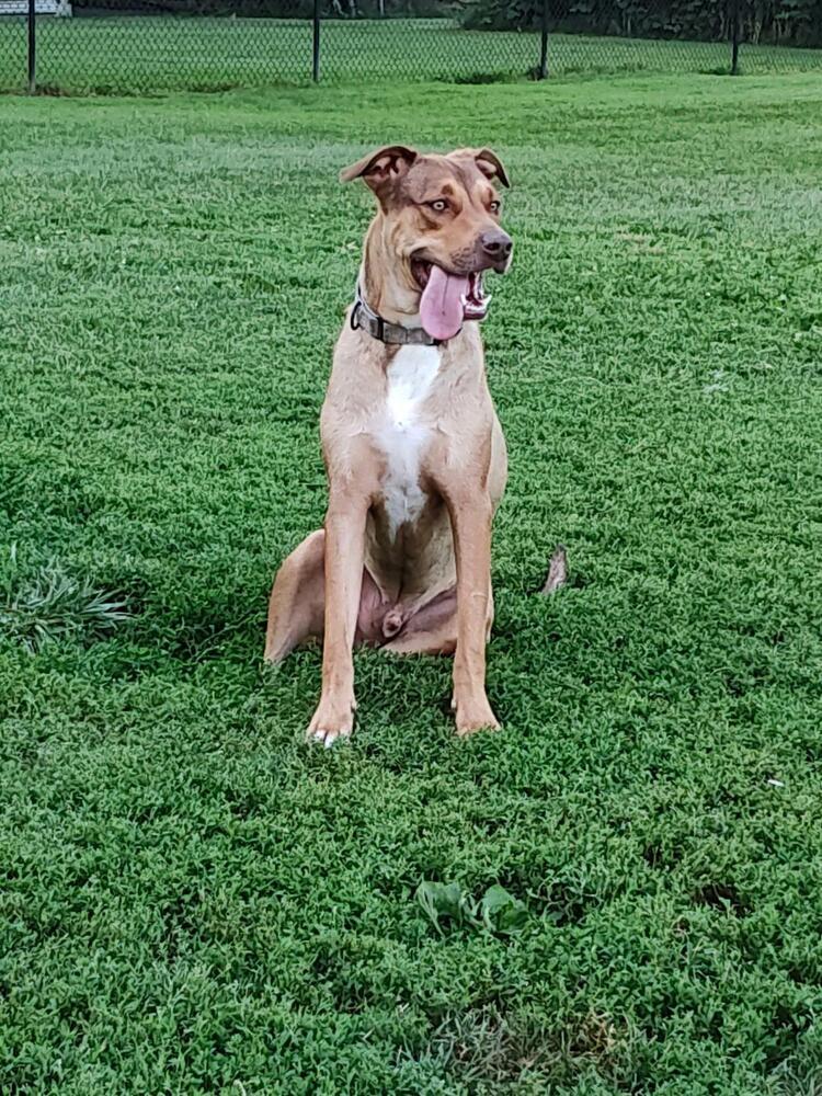 Enlarge Buck Strickland, a Adoptable mixed breed in Grove City, OH image 6/6