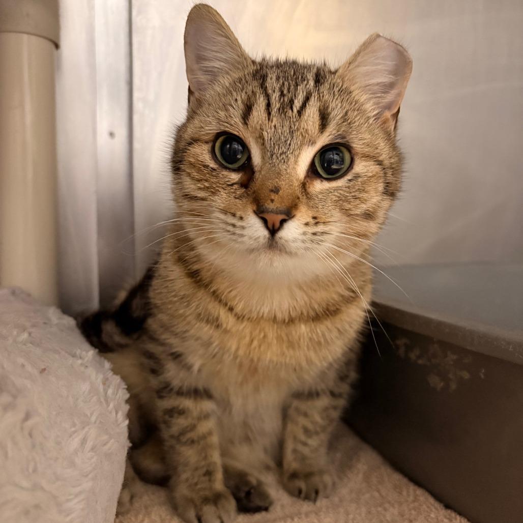 Bailey, Adoptable, Young Male Domestic Short Hair.