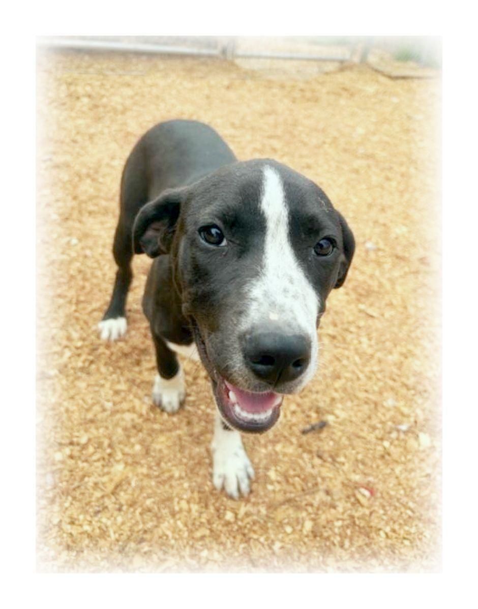 Enlarge Rikki, a ADOPTABLE mixed breed in Melbourne, AR image 4/4