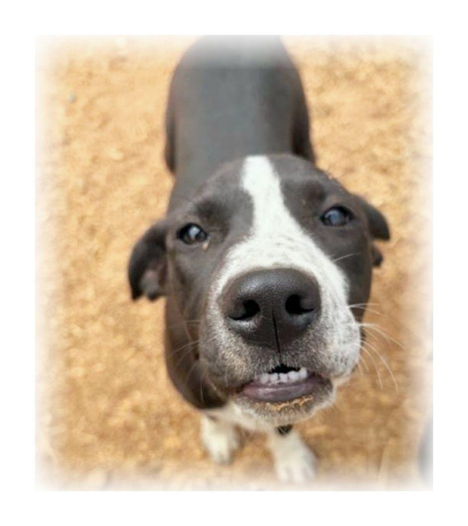 Enlarge Rikki, a ADOPTABLE mixed breed in Melbourne, AR image 3/4