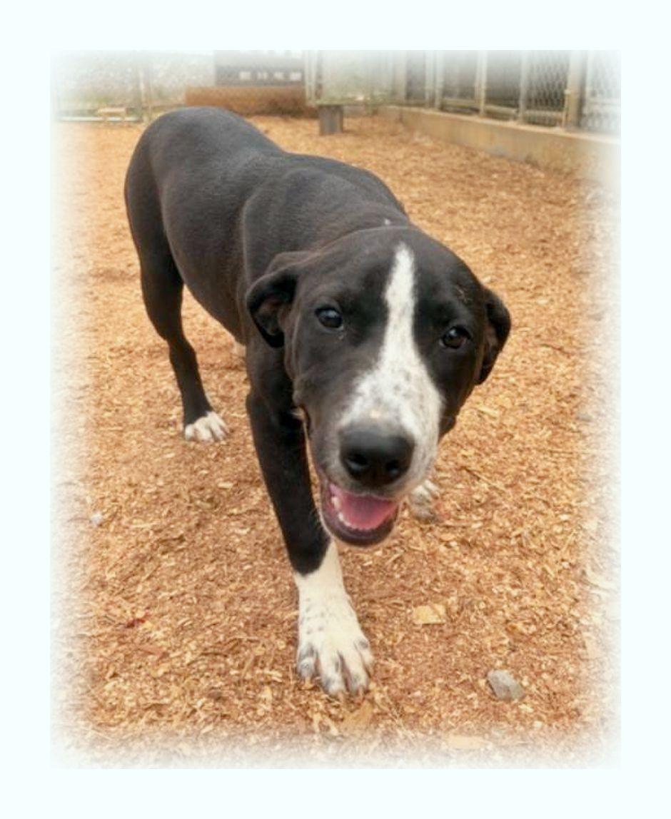 Enlarge Rikki, a ADOPTABLE mixed breed in Melbourne, AR image 2/4