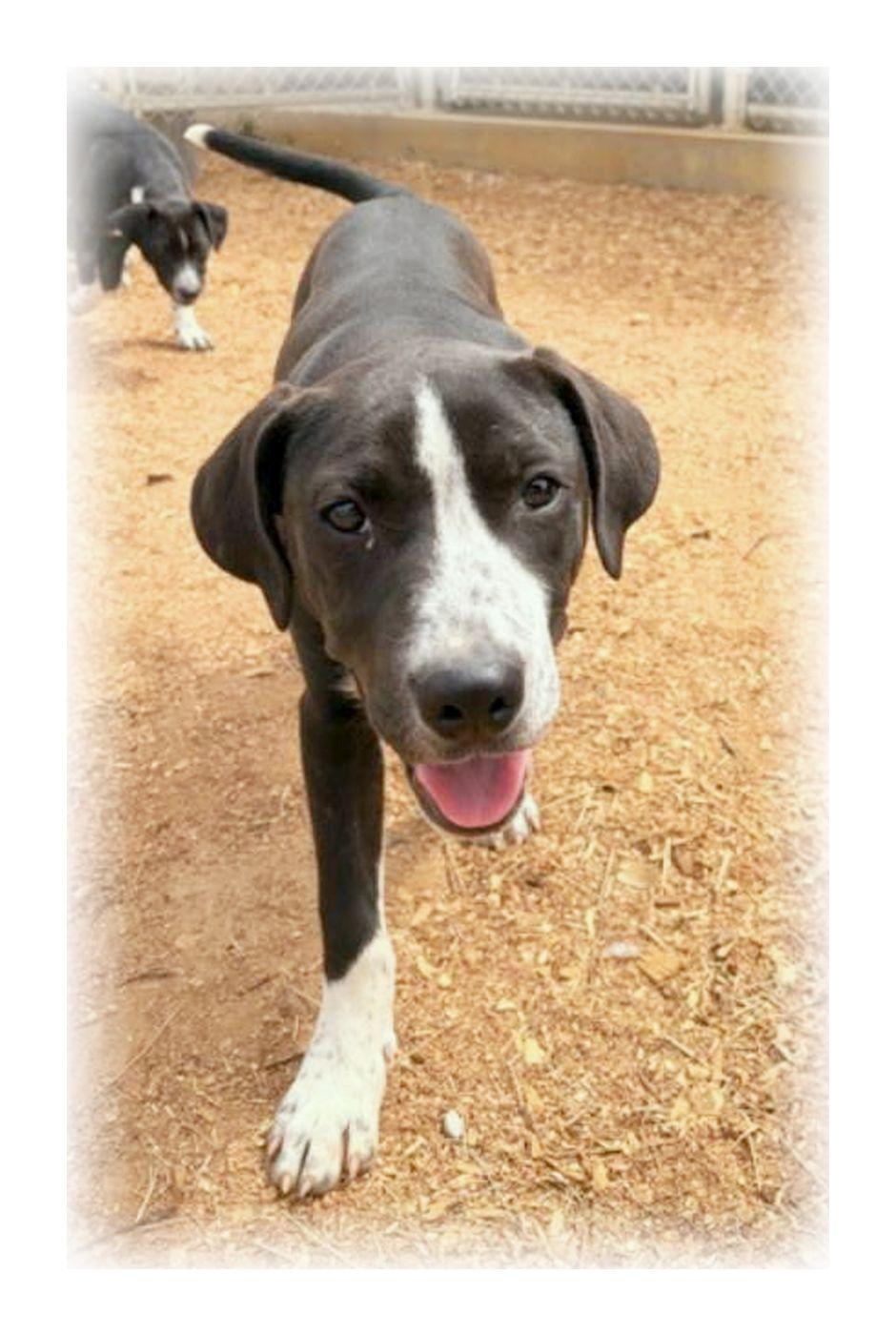 Rikki, ADOPTABLE, Puppy Female Great Dane & Black Labrador Retriever.