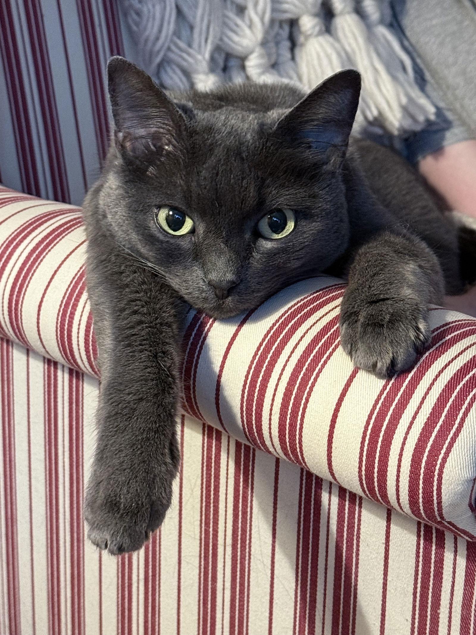 BABY #1792 - Offered by Owner - Sr. Russian Blue, Adopted, Adult Female Russian Blue.