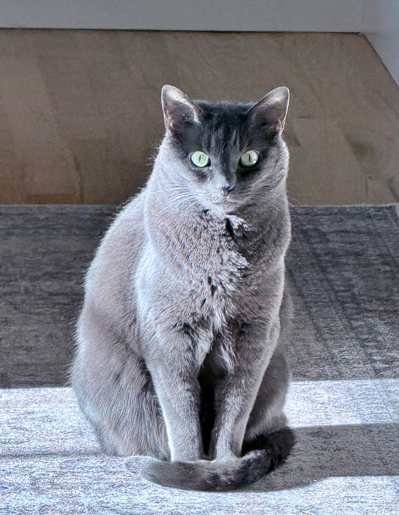 Enlarge BABY #1792 - Offered by Owner - Sr. Russian Blue, a Adopted Russian Blue in Hillsboro, OR image 2/3