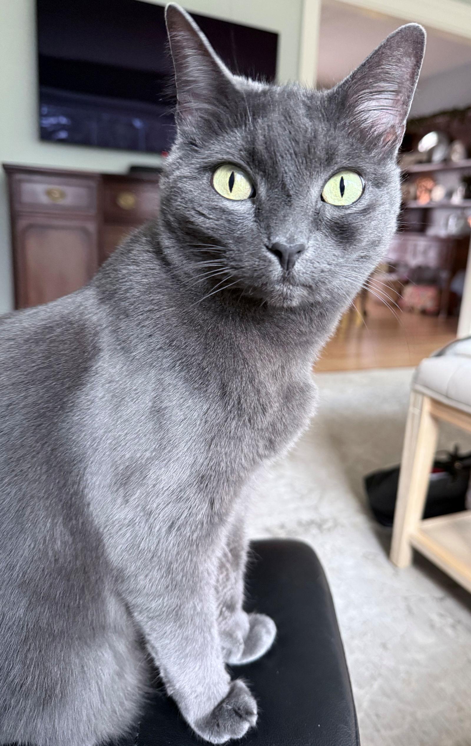 Enlarge BABY #1792 - Offered by Owner - Sr. Russian Blue, a Adopted Russian Blue in Hillsboro, OR image 3/3