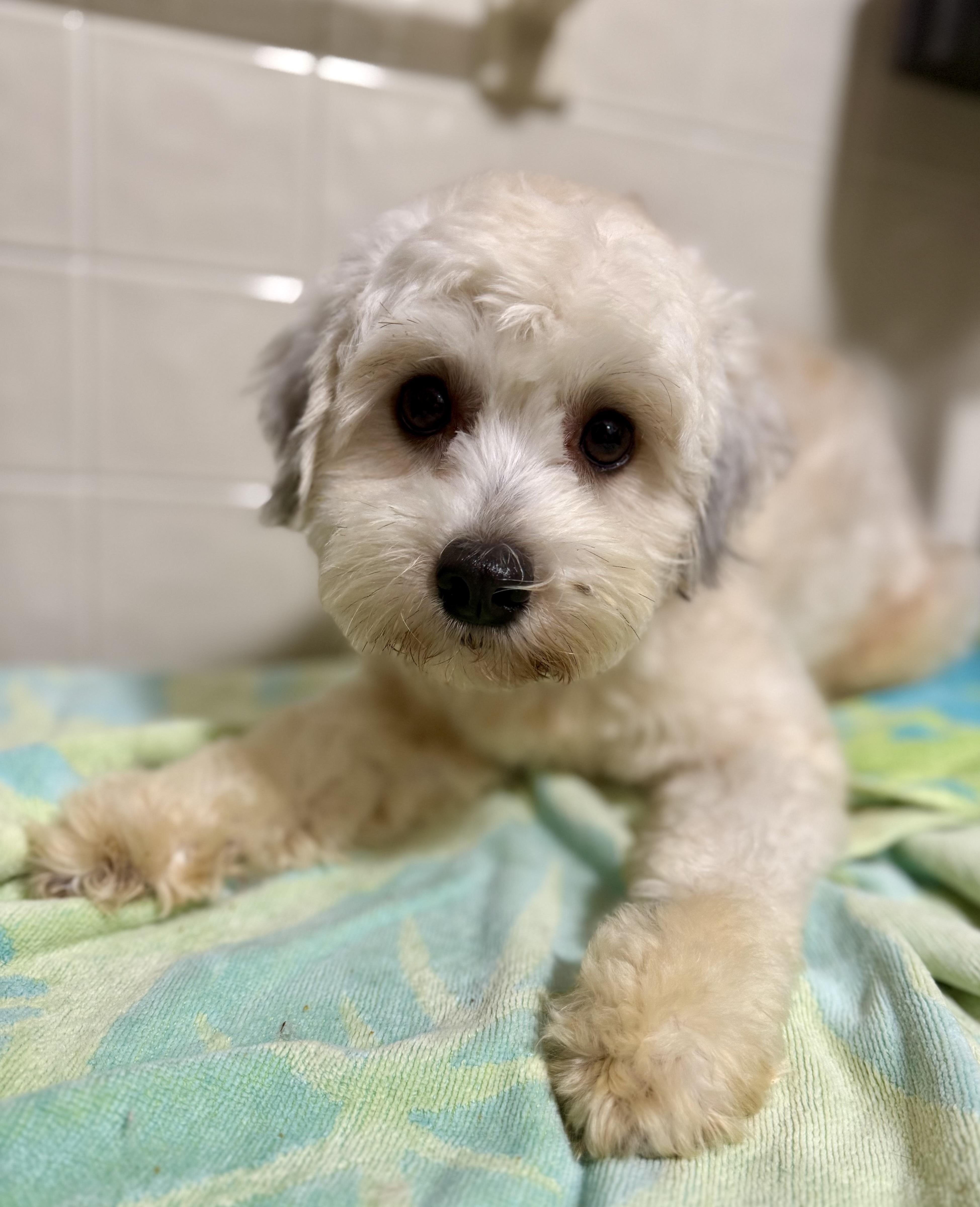 Little Bear, a ADOPTABLE mixed breed in Tomkins Cove, NY image 2/4