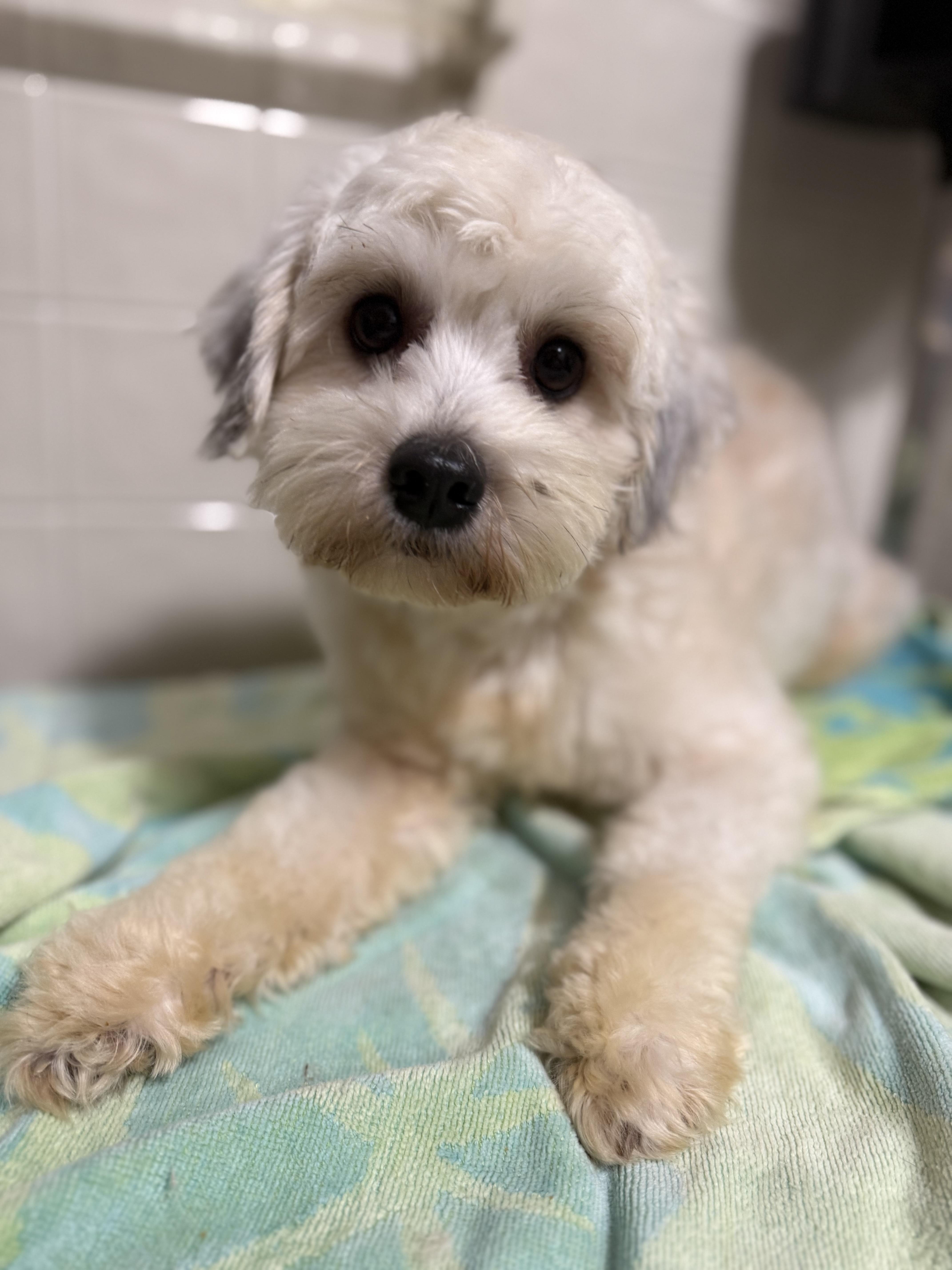 Little Bear thumbnail 3