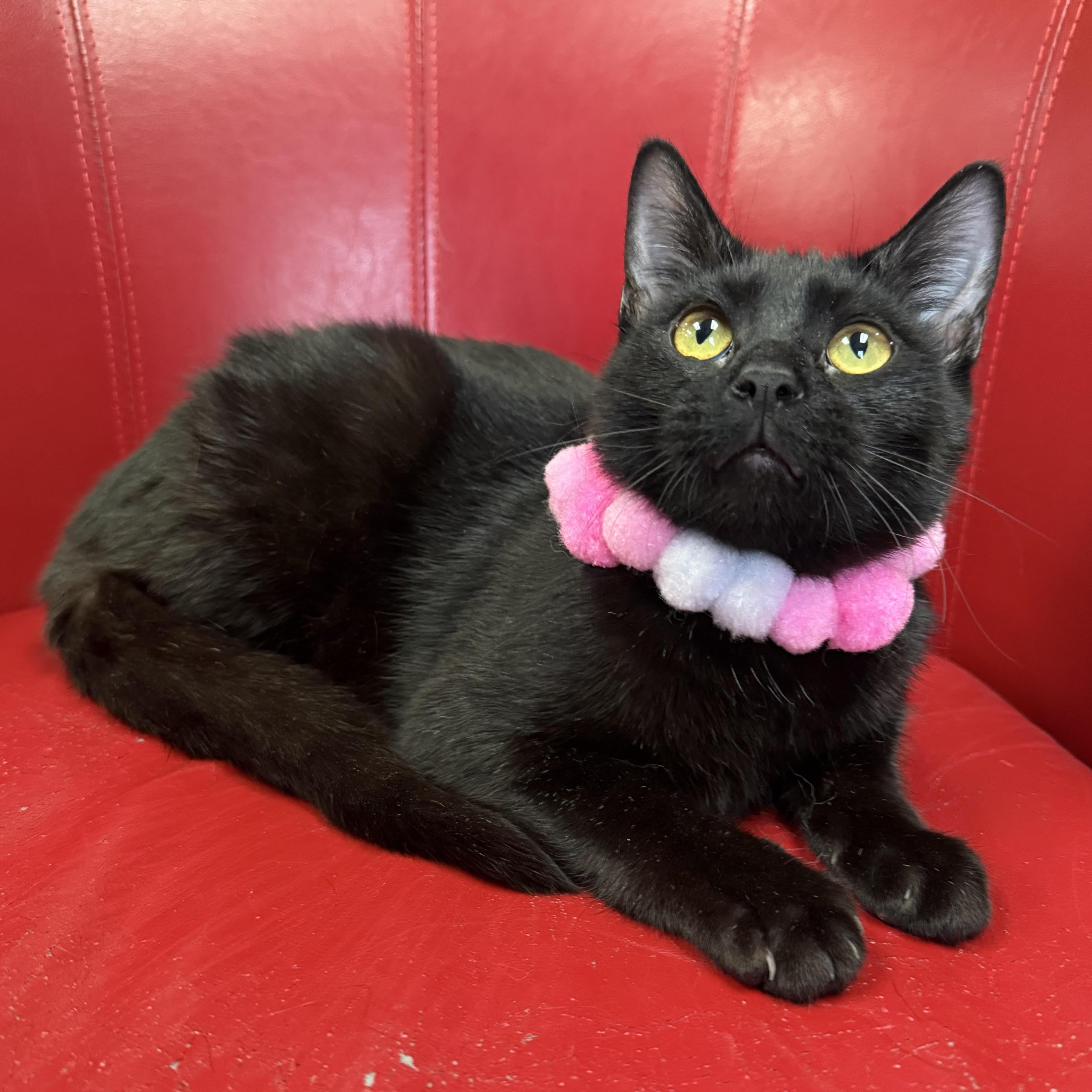 Yafa, a Adoptable Domestic Short Hair in Lemont, IL image 1/3