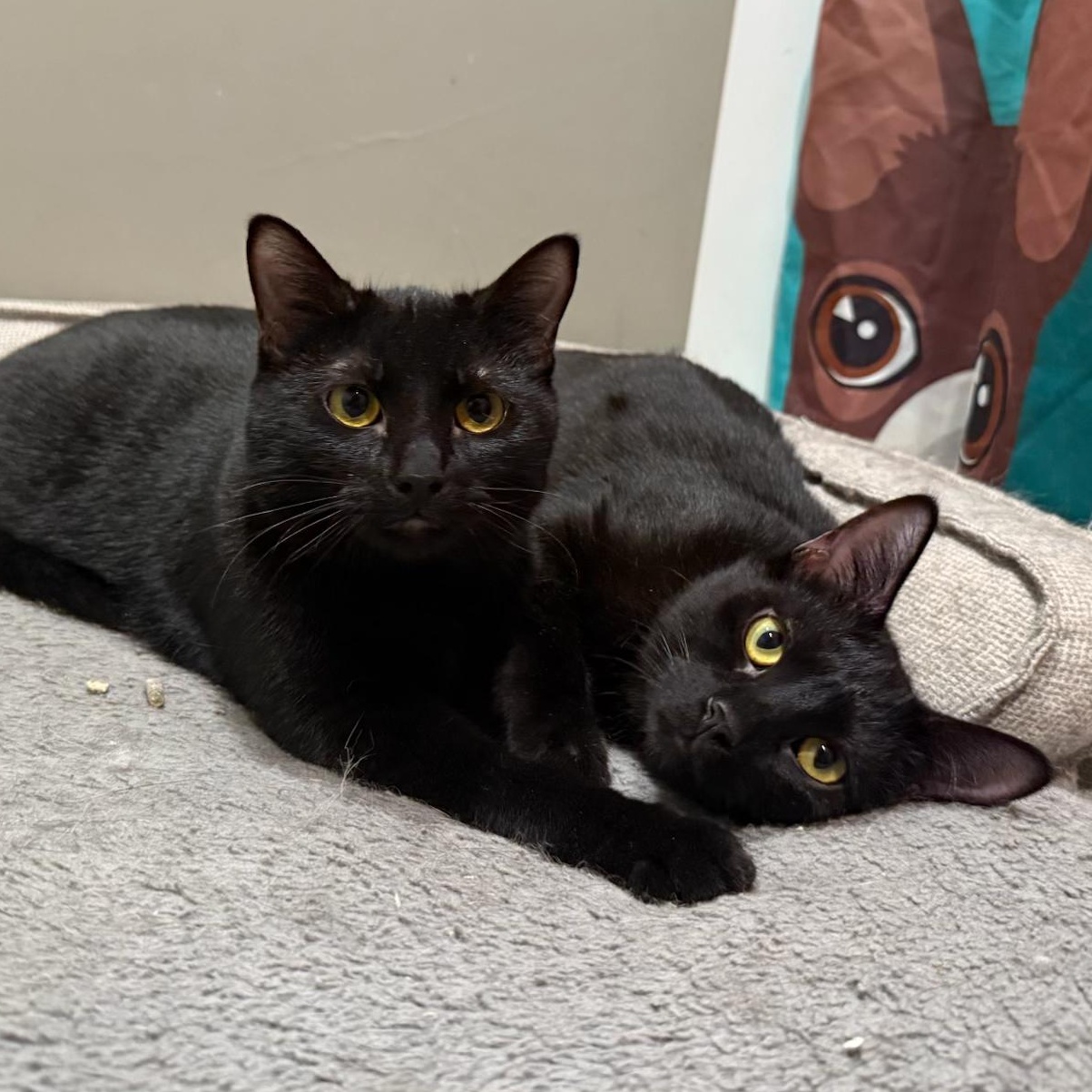 Yafa, a Adoptable Domestic Short Hair in Lemont, IL image 2/3