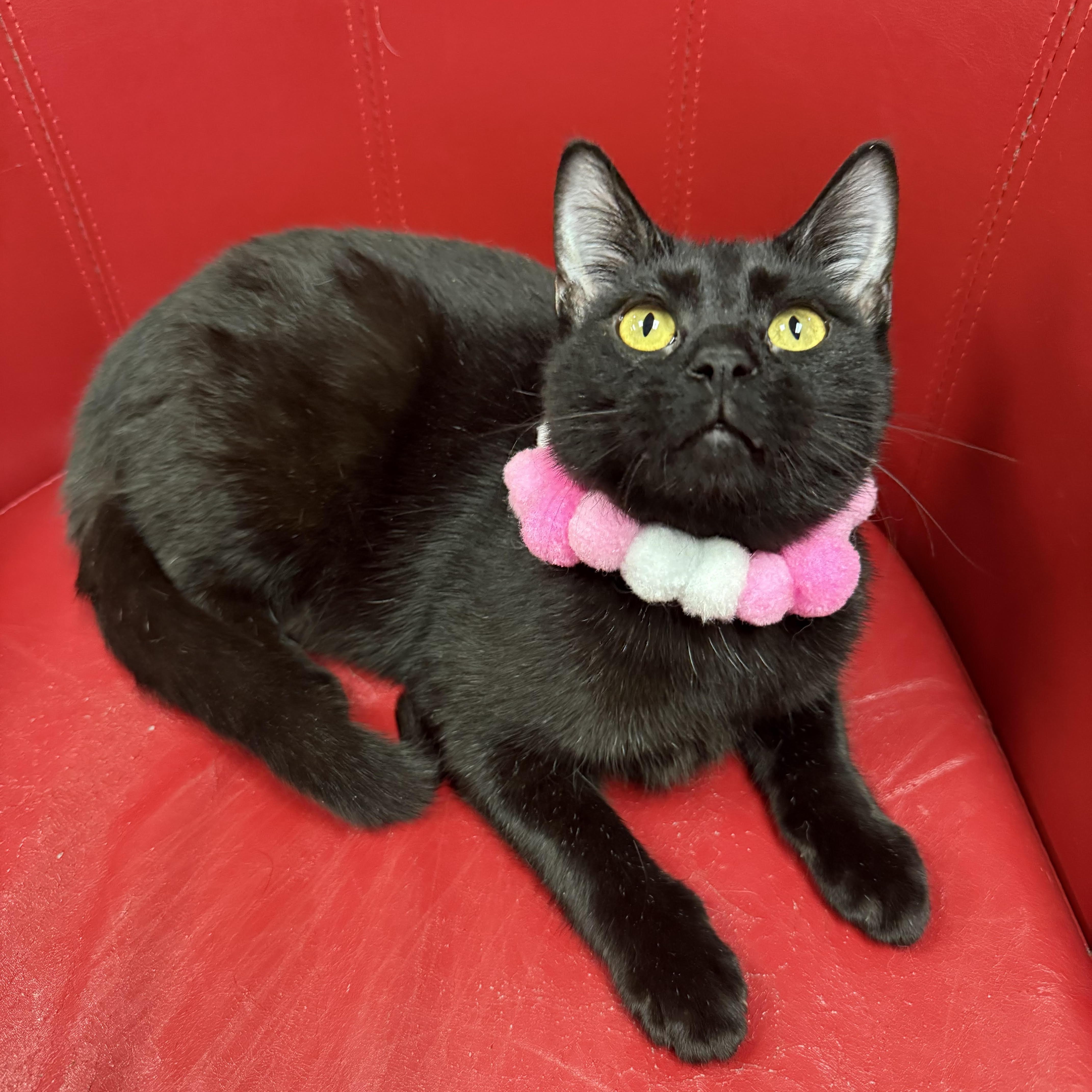 Yafa, a Adoptable Domestic Short Hair in Lemont, IL image 3/3