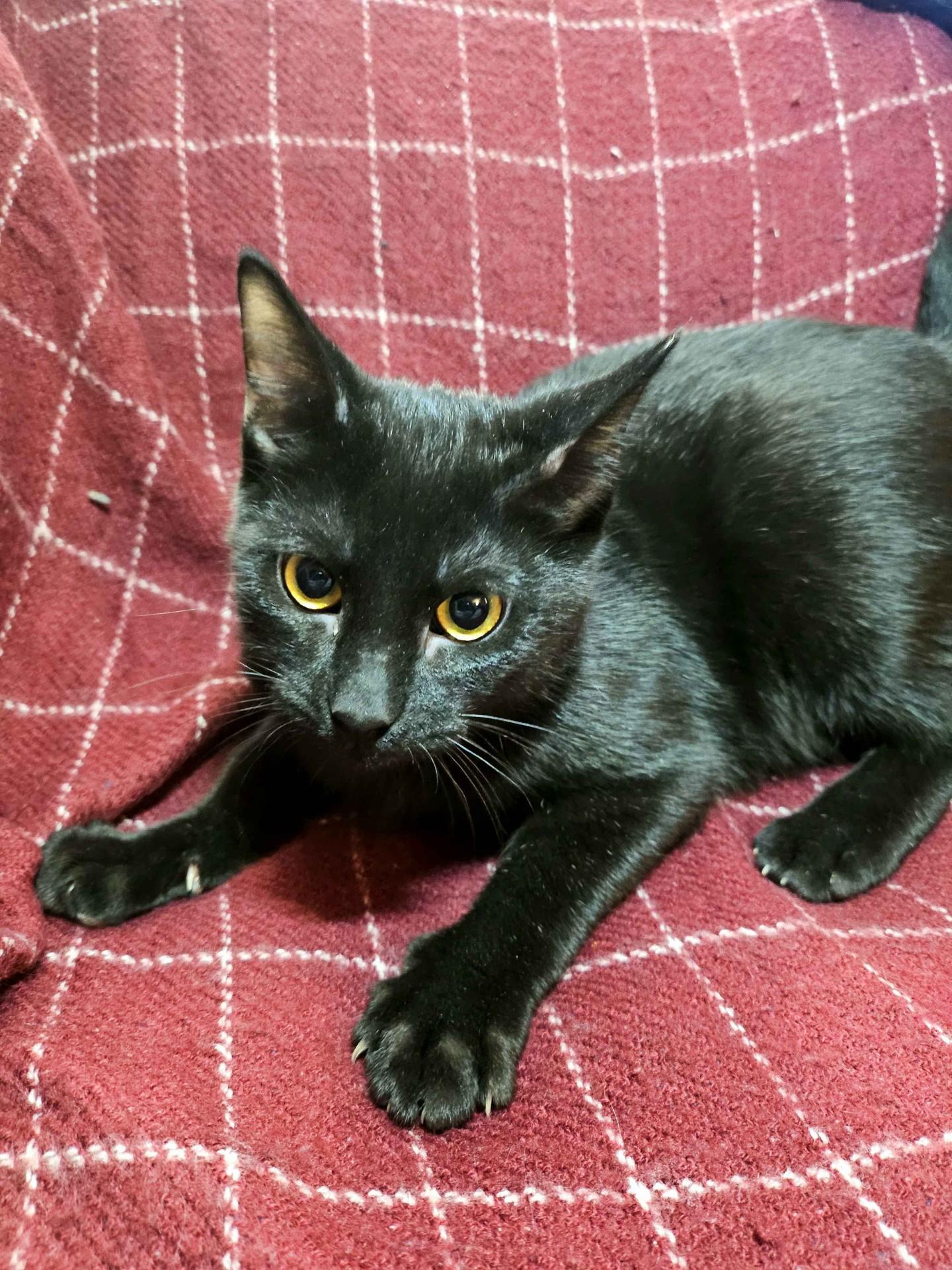 Enlarge Kalil & Yafa, a Adoptable Domestic Short Hair in Lemont, IL image 3/5