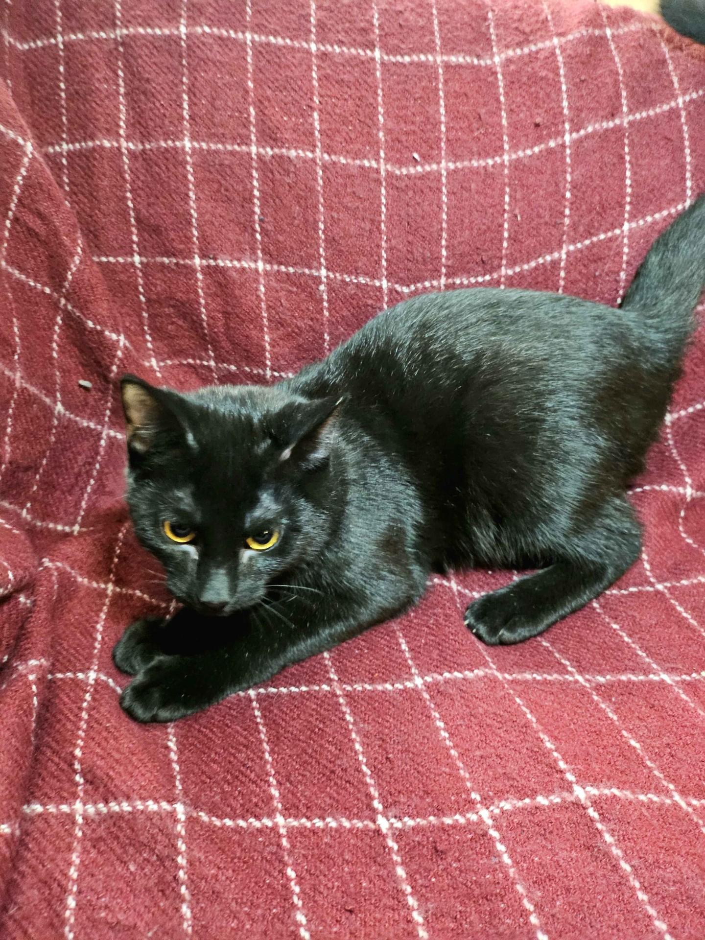 Enlarge Kalil & Yafa, a Adoptable Domestic Short Hair in Lemont, IL image 4/5