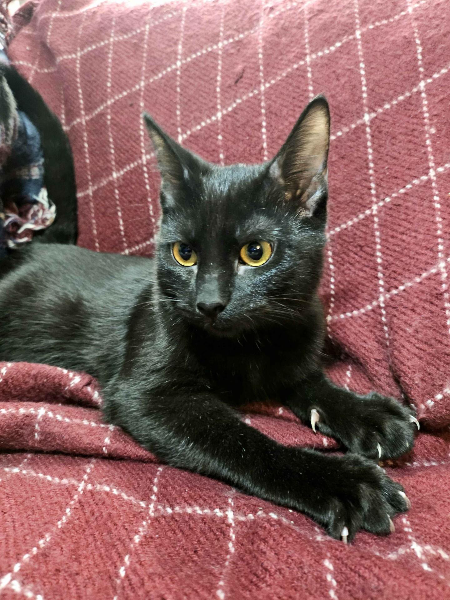 Enlarge Kalil & Yafa, a Adoptable Domestic Short Hair in Lemont, IL image 5/5