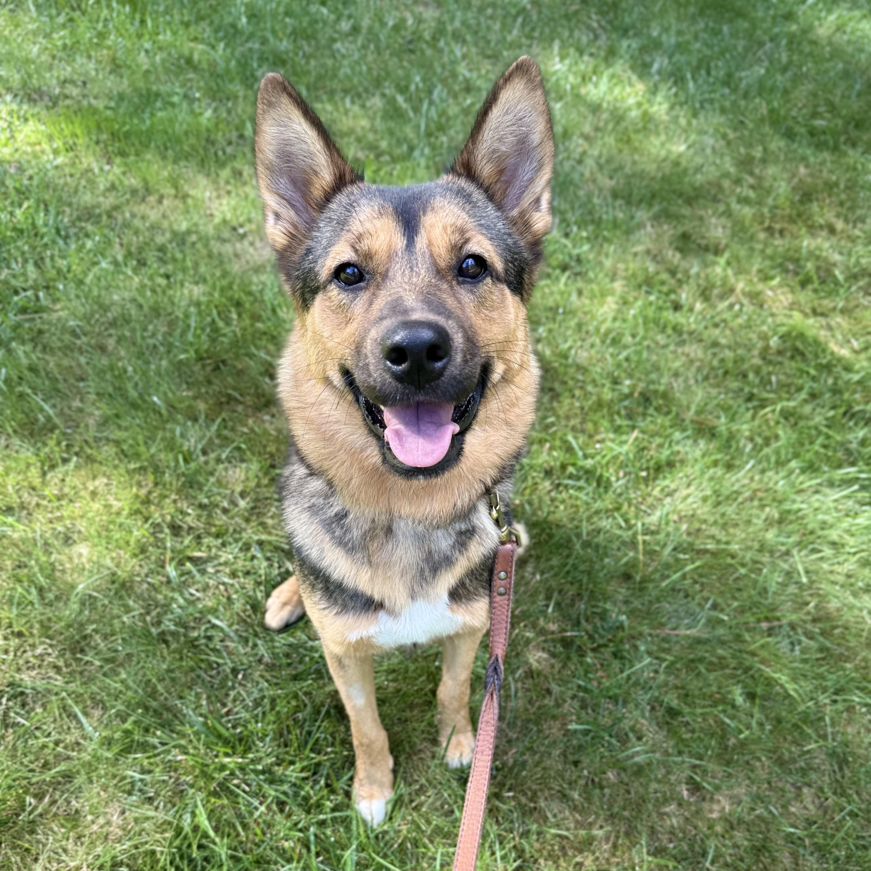 Hazel - happy, friendly and playful, Adoptable, Young Female Shepherd.