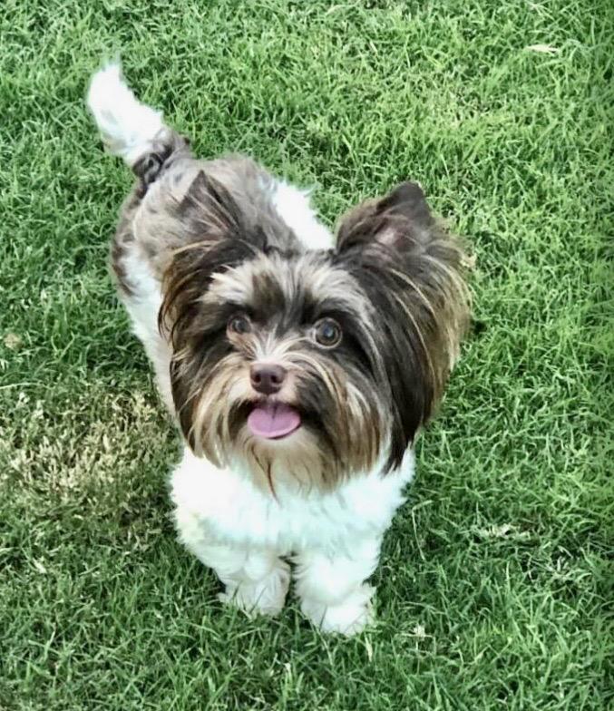 Yahtzee, Adult Male Yorkshire Terrier