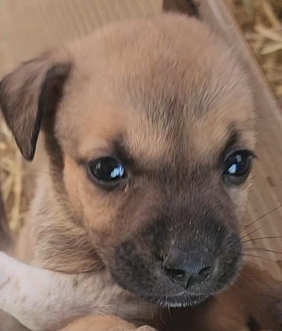 Seth, adopted, Puppy Male Labrador Retriever.