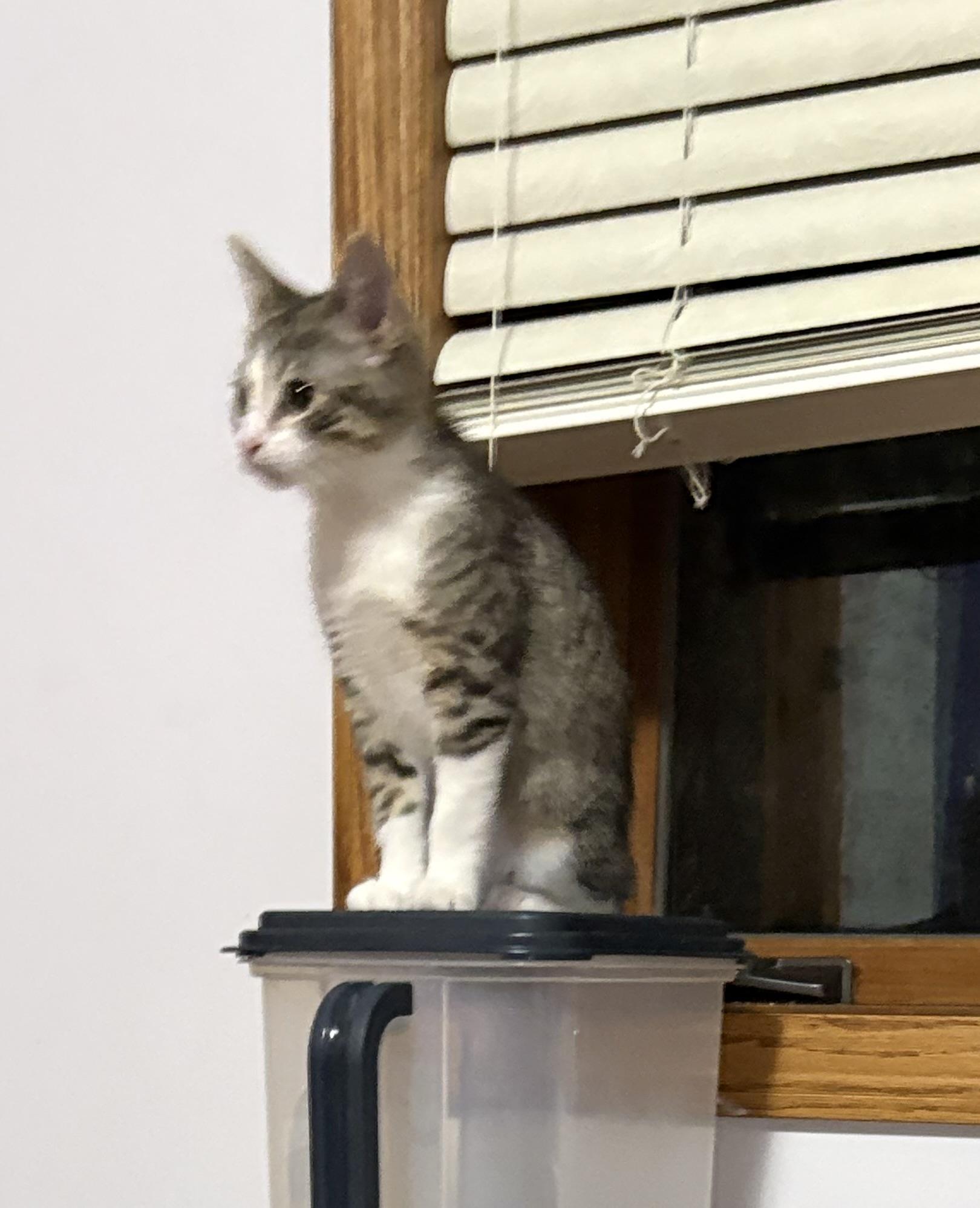 Enlarge Skipper, a Adoptable Domestic Short Hair in Faribault, MN image 2/2