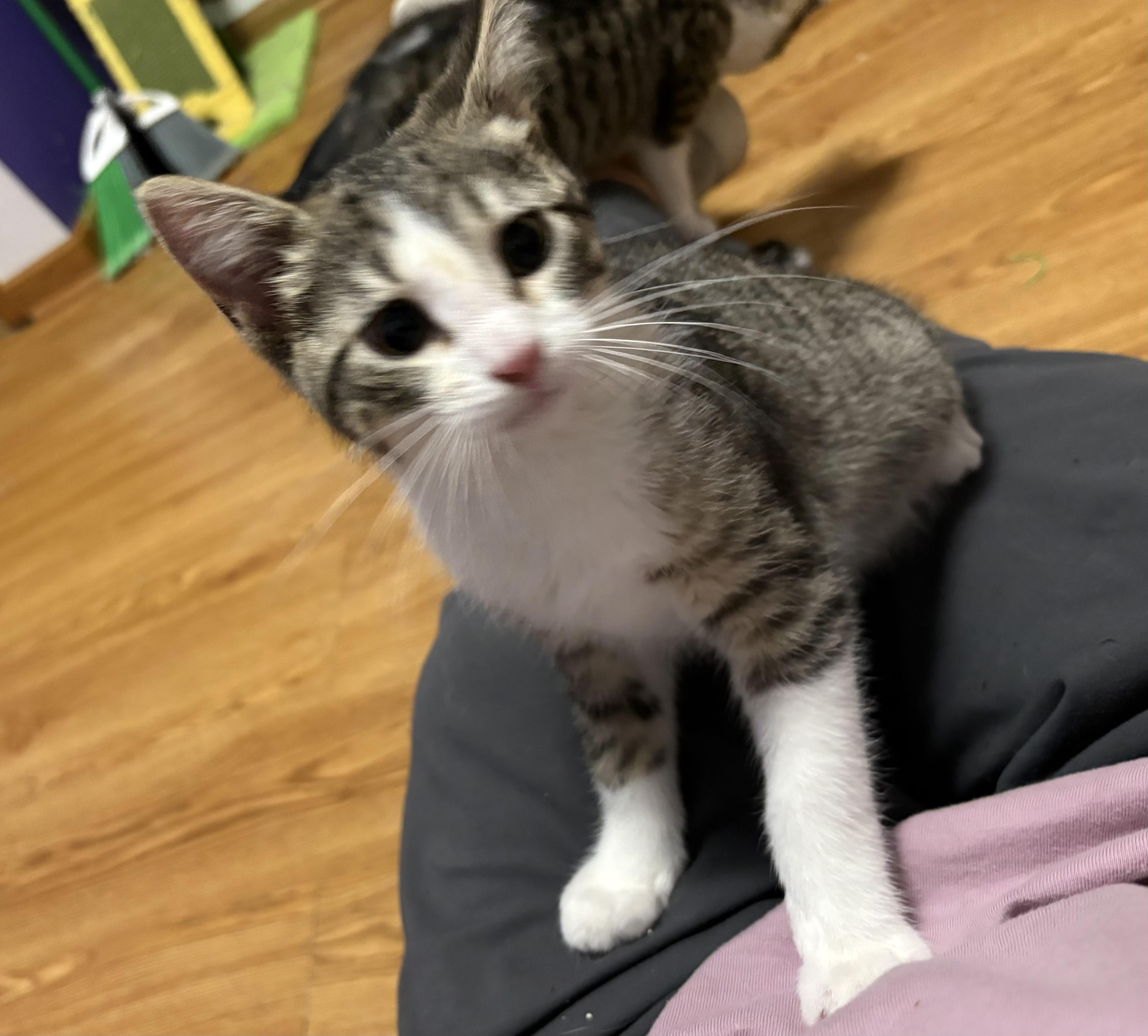 Enlarge Skipper, a Adoptable Domestic Short Hair in Faribault, MN image 1/2