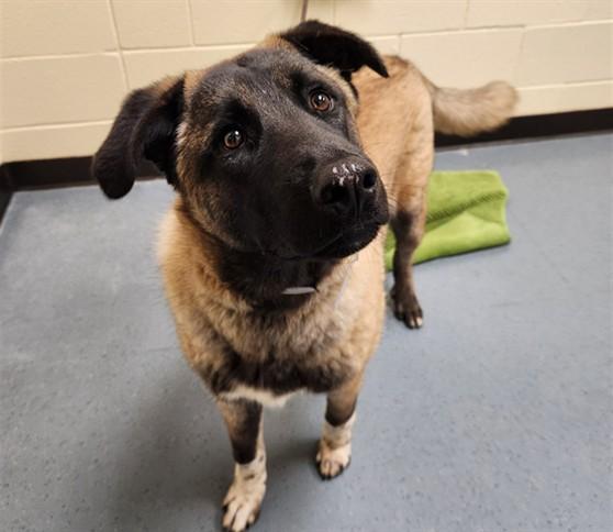 Enlarge OSO, a Adoptable mixed breed in Denver, CO image 1/1