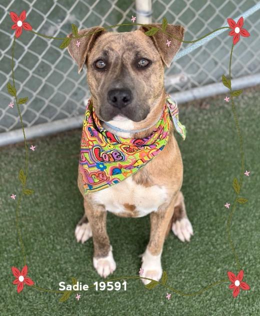 SADIE, a ADOPTABLE Pit Bull Terrier in Marietta, GA image 6/6