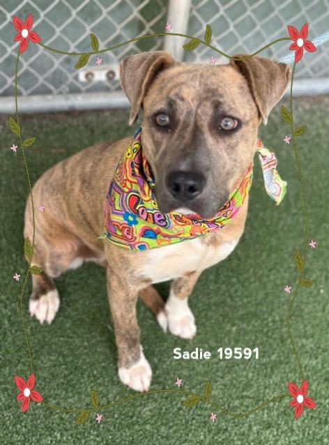 SADIE, a ADOPTABLE Pit Bull Terrier in Marietta, GA image 4/6