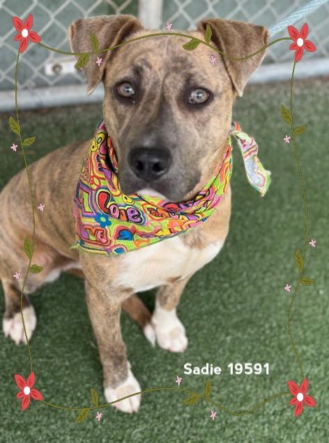 SADIE, a ADOPTABLE Pit Bull Terrier in Marietta, GA image 2/6