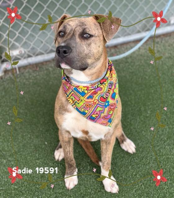SADIE, a ADOPTABLE Pit Bull Terrier in Marietta, GA image 3/6