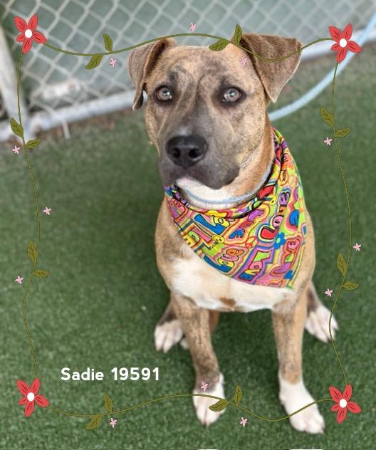 SADIE, a ADOPTABLE Pit Bull Terrier in Marietta, GA image 1/6