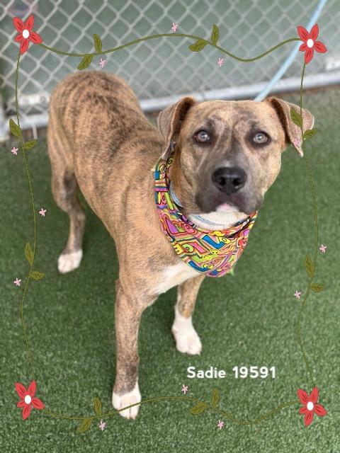 SADIE, a ADOPTABLE Pit Bull Terrier in Marietta, GA image 5/6