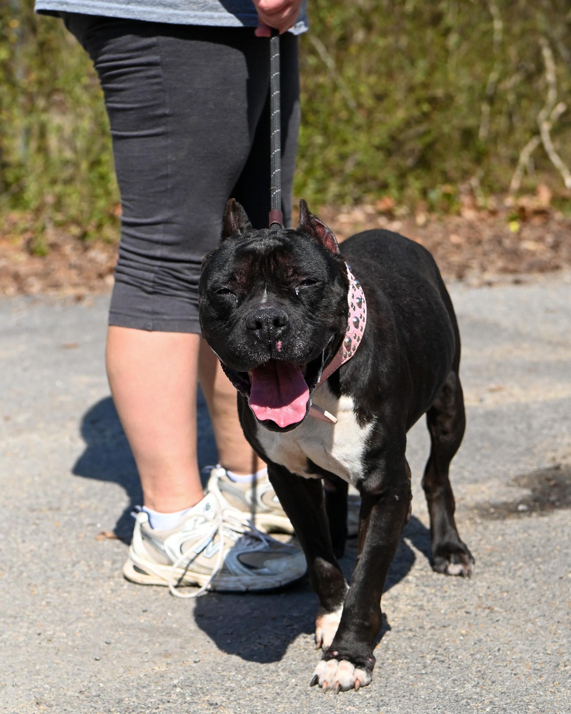 Enlarge Hillary, a ADOPTABLE mixed breed in Petersburg, VA image 3/6