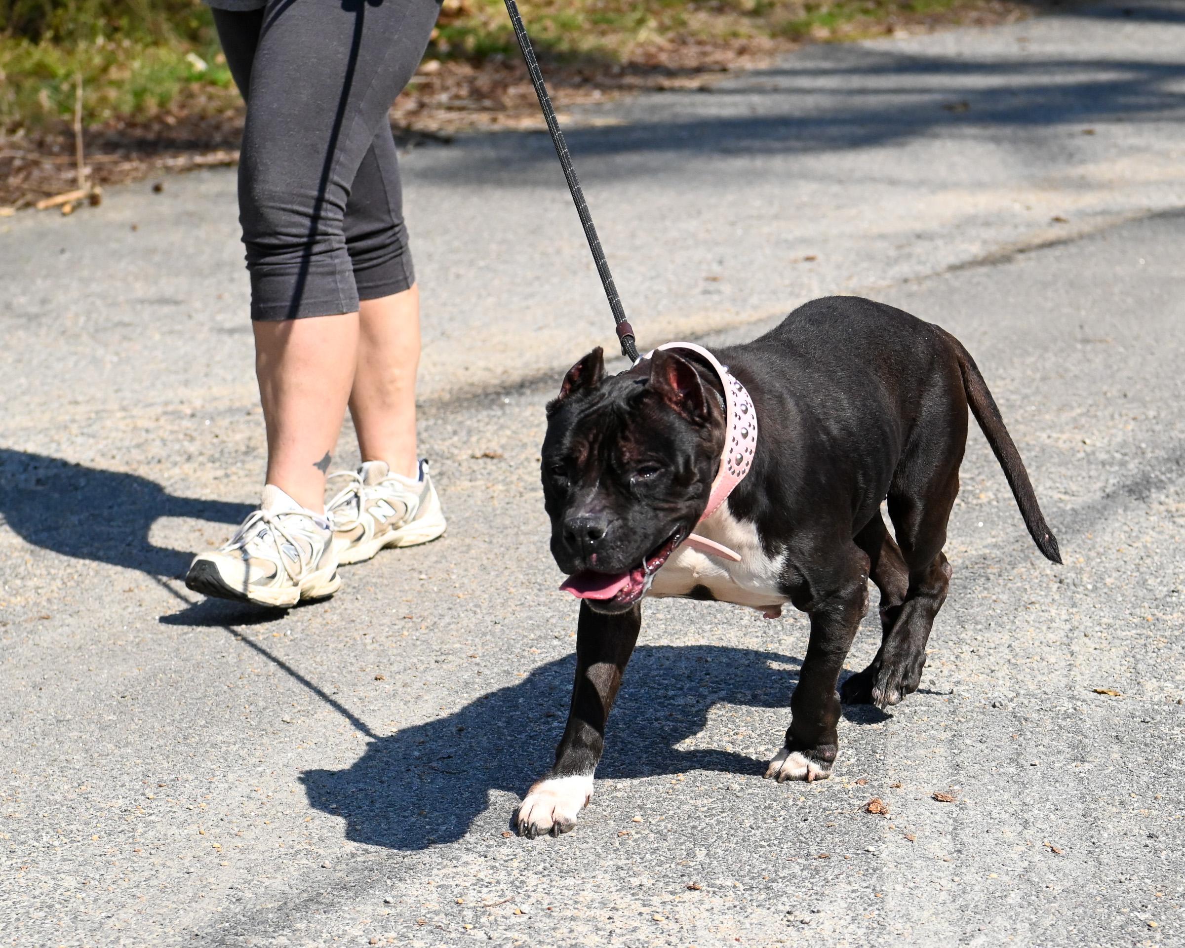 Enlarge Hillary, a ADOPTABLE mixed breed in Petersburg, VA image 5/6