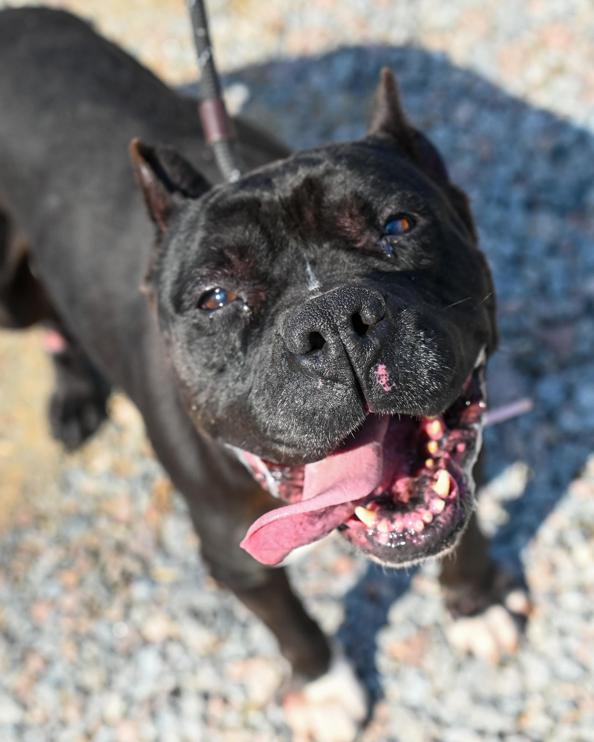 Enlarge Hillary, a ADOPTABLE mixed breed in Petersburg, VA image 1/6
