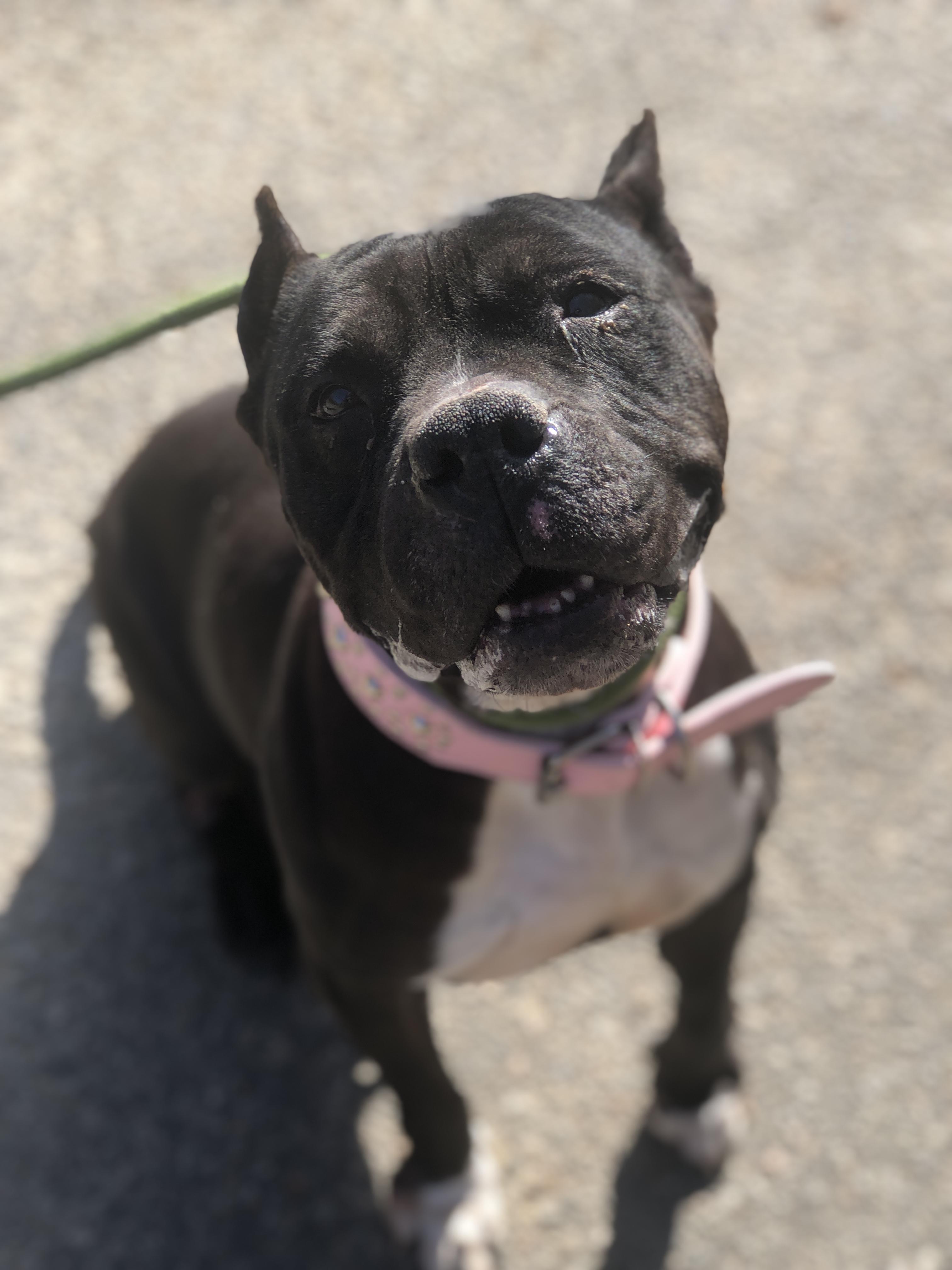 Enlarge Hillary, a ADOPTABLE mixed breed in Petersburg, VA image 6/6