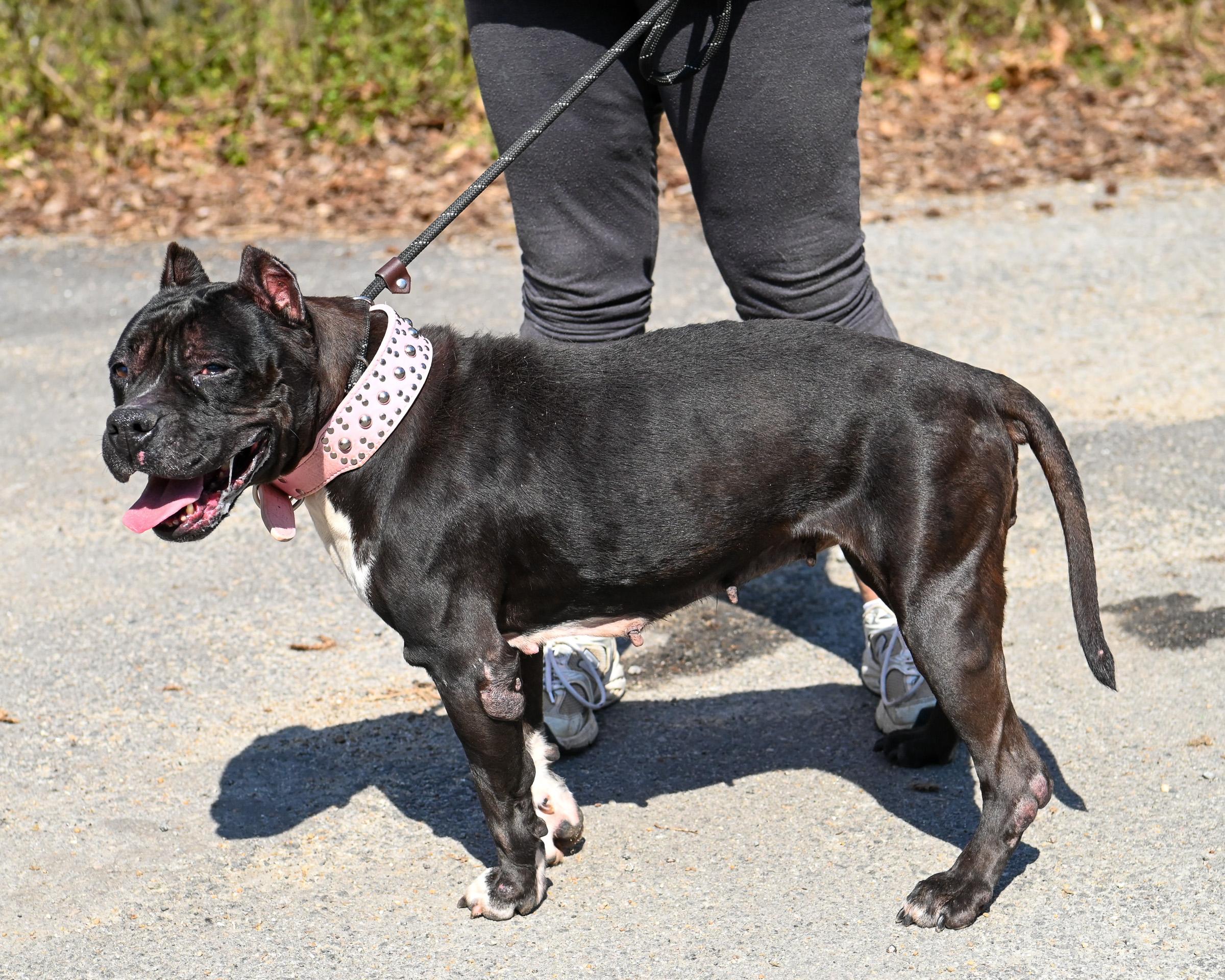 Enlarge Hillary, a ADOPTABLE mixed breed in Petersburg, VA image 2/6