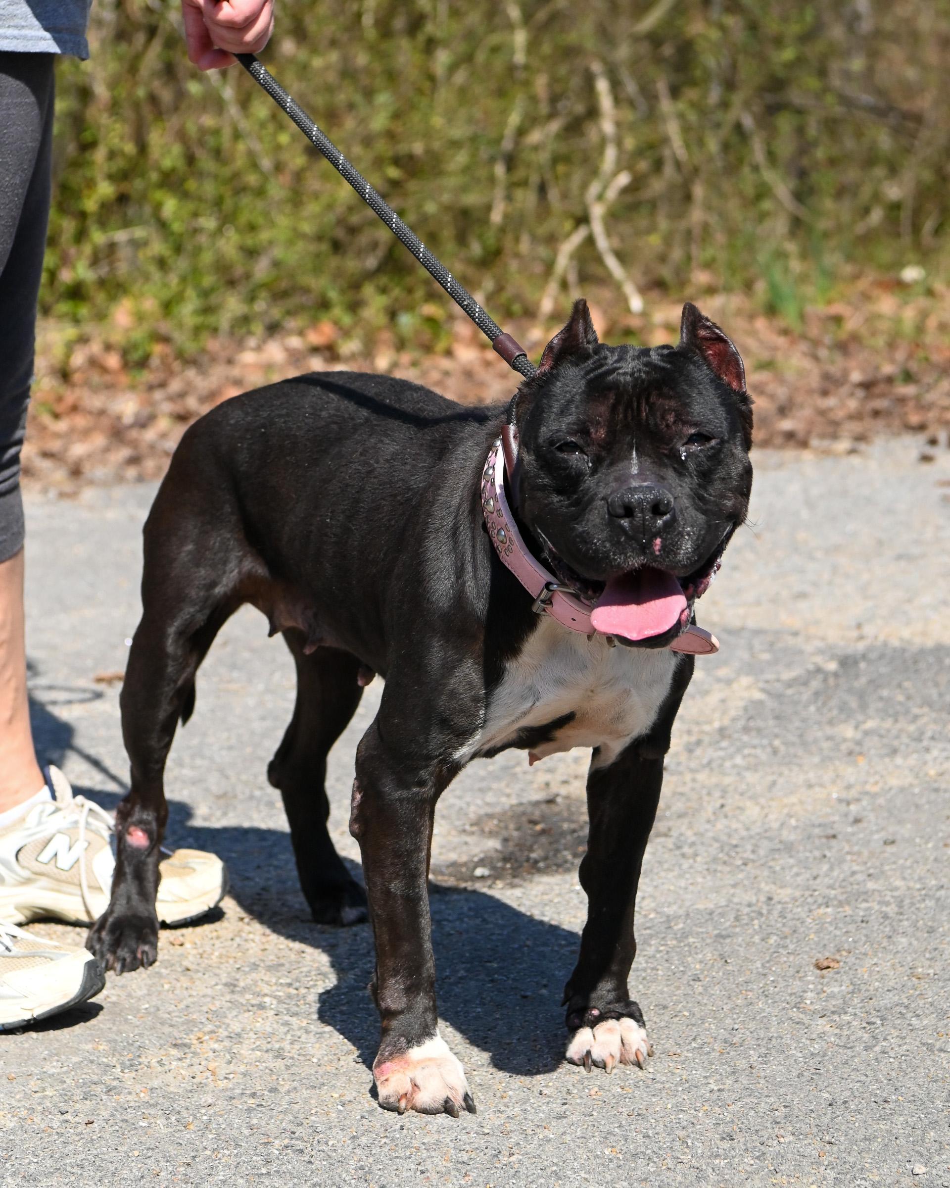 Enlarge Hillary, a ADOPTABLE mixed breed in Petersburg, VA image 4/6