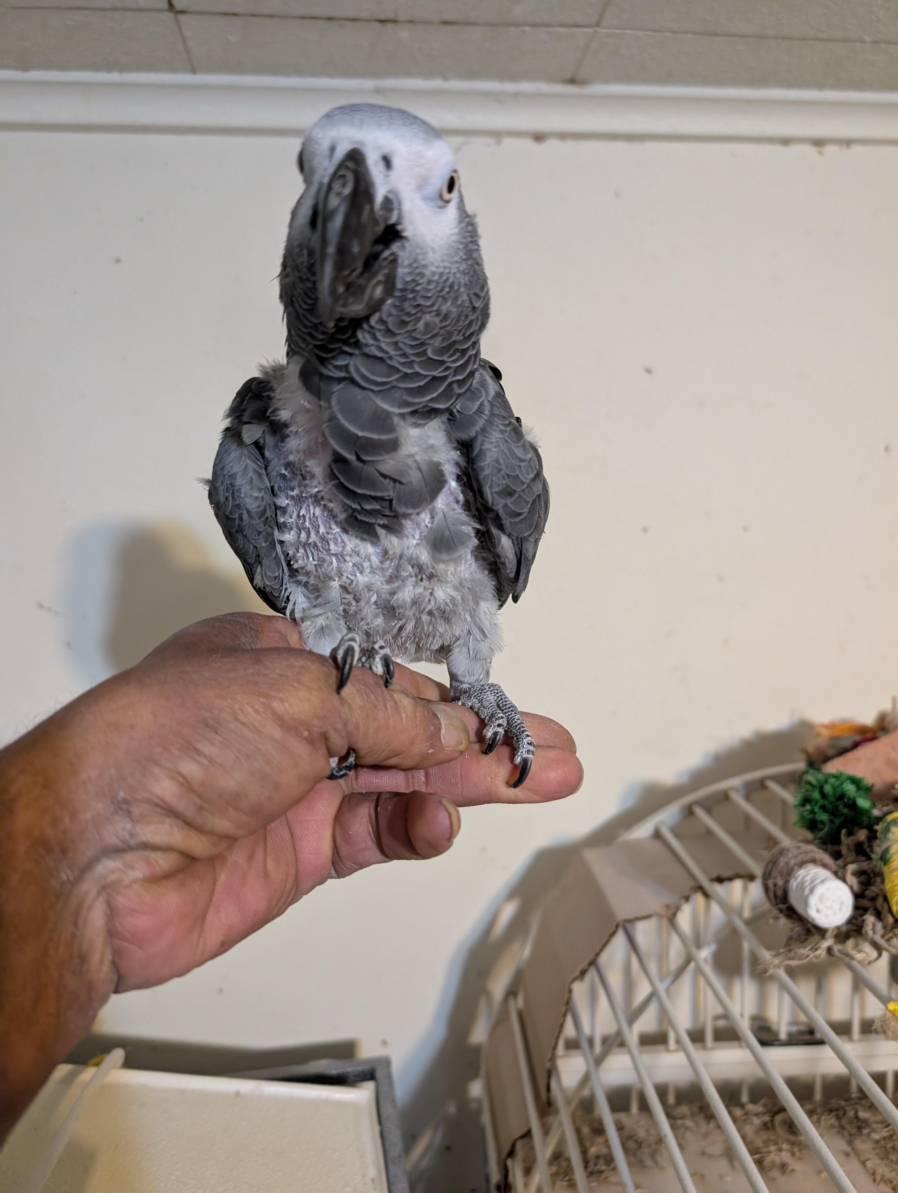 Upcoming George The Feather Plucked African Grey Known to like Men, a ADOPTABLE African Grey in Vancouver, WA image 3/4