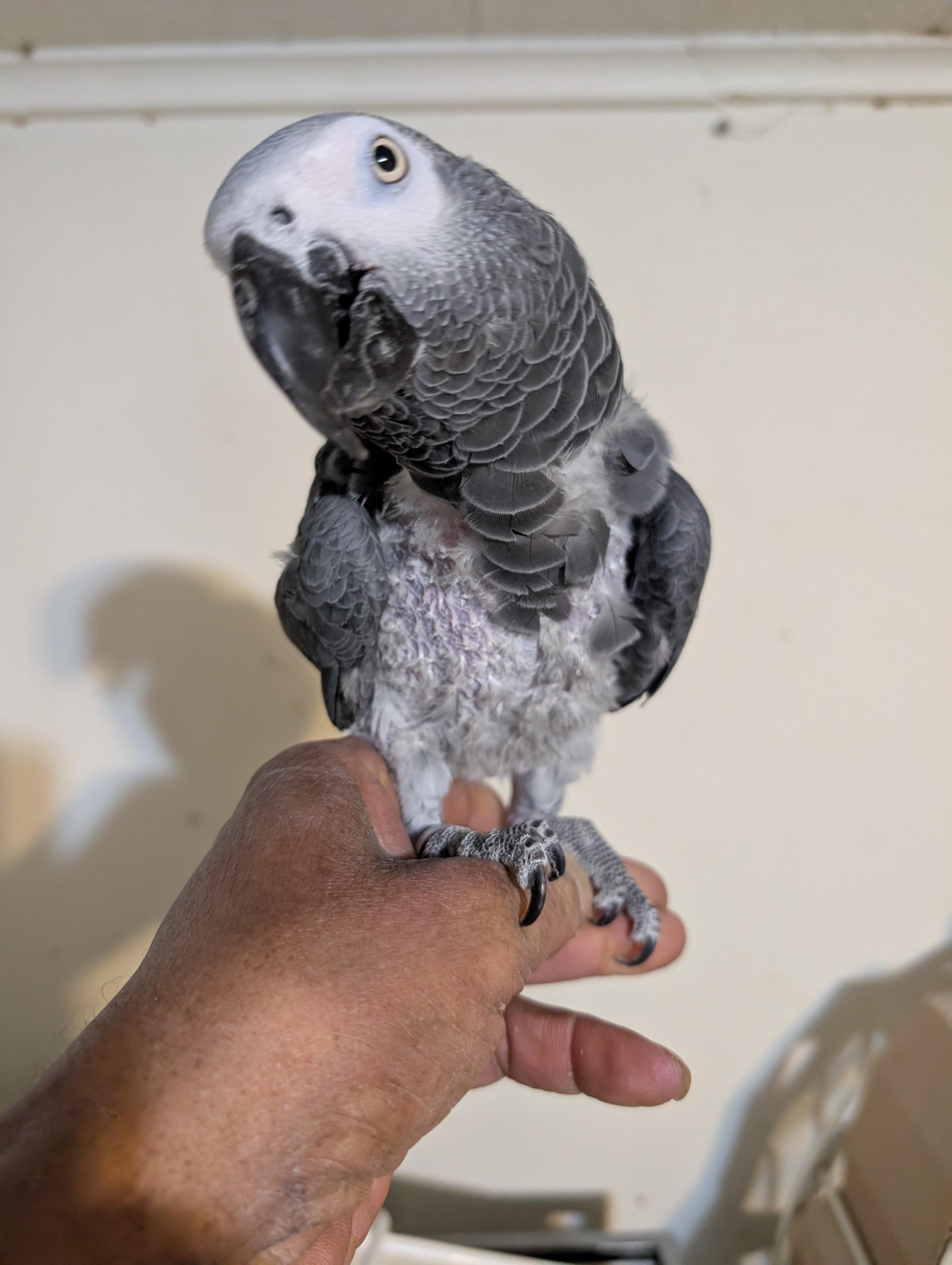 Upcoming George The Feather Plucked African Grey Known to like Men, ADOPTABLE, Adult Male African Grey.