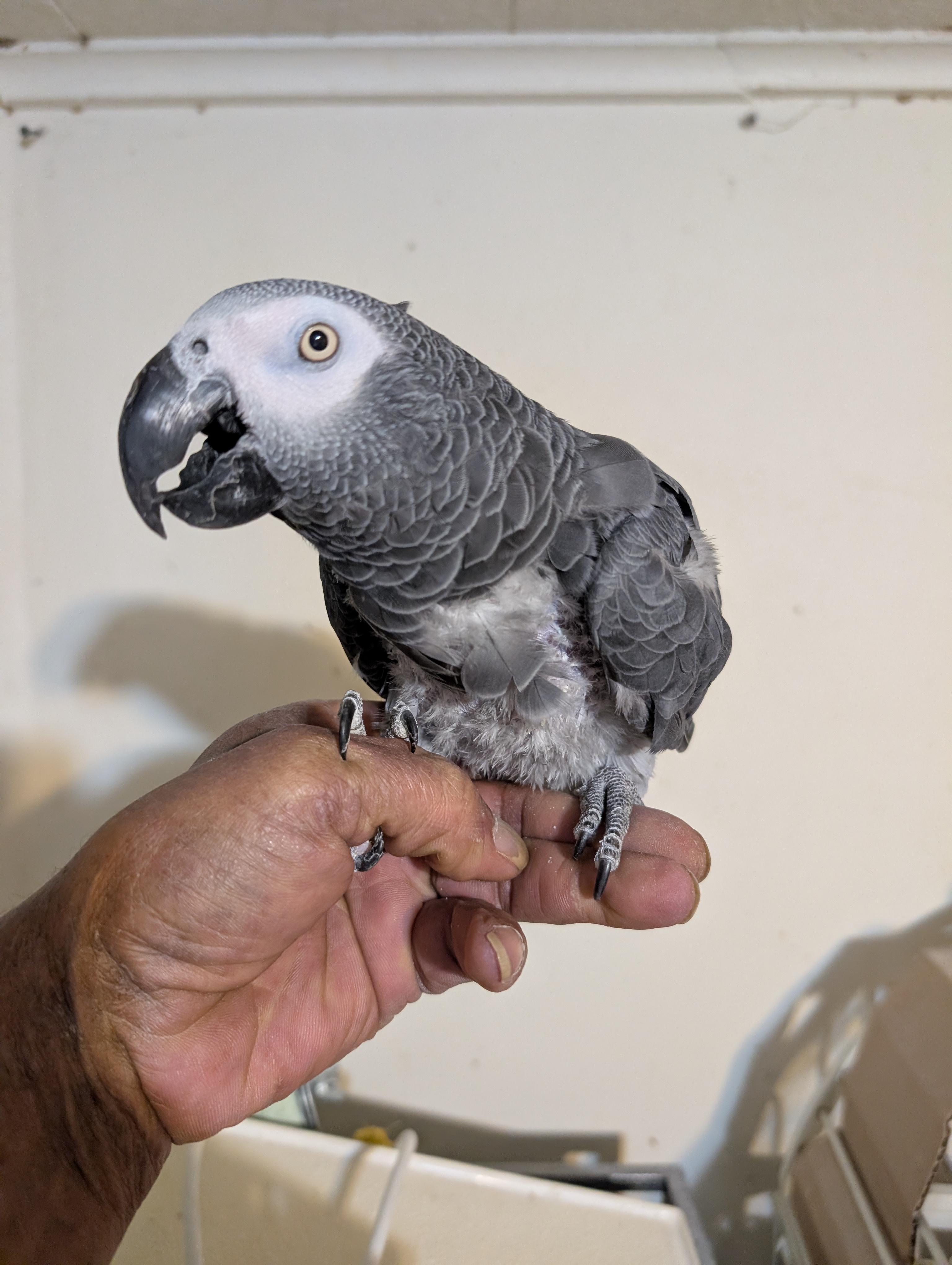 Upcoming George The Feather Plucked African Grey Known to like Men, a ADOPTABLE African Grey in Vancouver, WA image 2/4