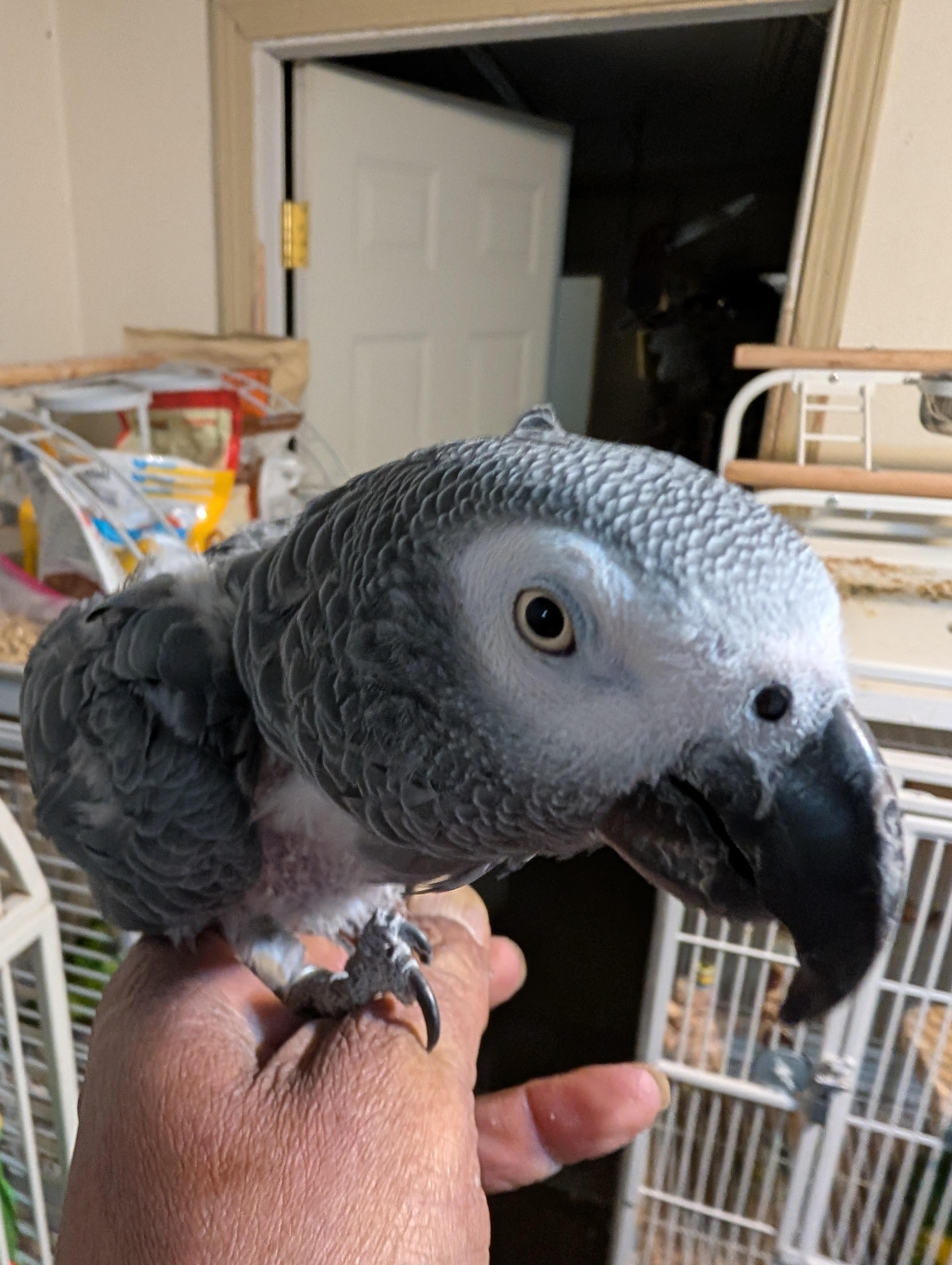 Upcoming George The Feather Plucked African Grey Known to like Men, a ADOPTABLE African Grey in Vancouver, WA image 4/4
