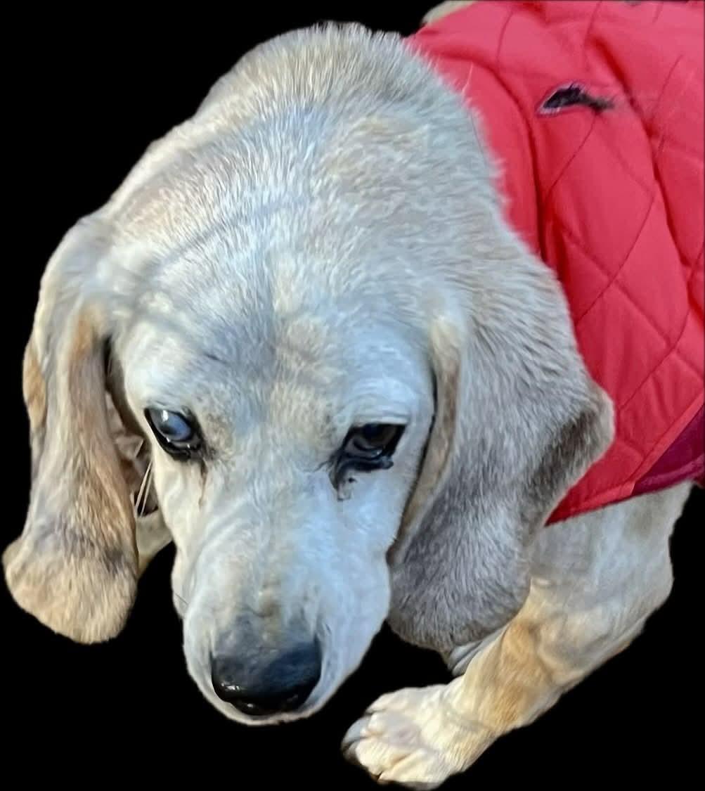 Enlarge Shadow, a Adoptable Beagle in Raleigh, NC image 1/5