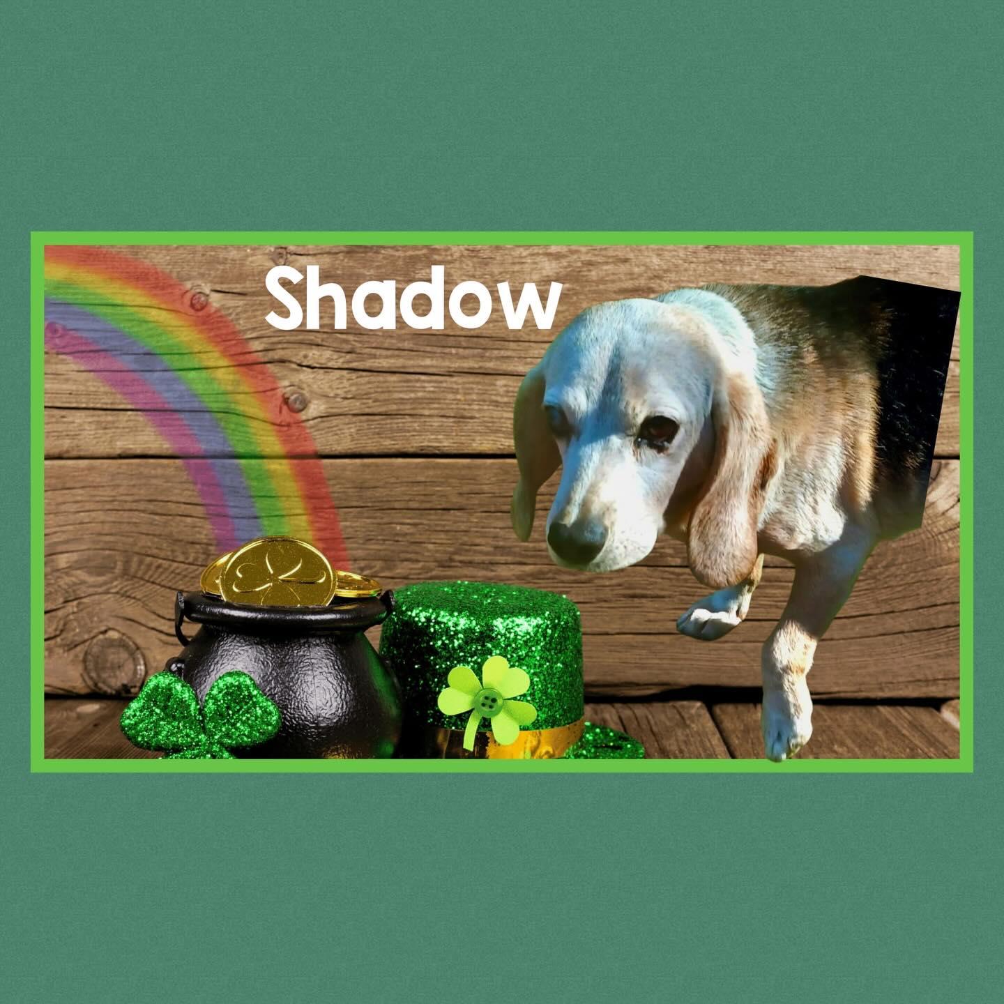 Shadow, a Adoptable Beagle in Raleigh, NC image 1/6