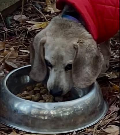Enlarge Shadow, a Adoptable Beagle in Raleigh, NC image 5/5