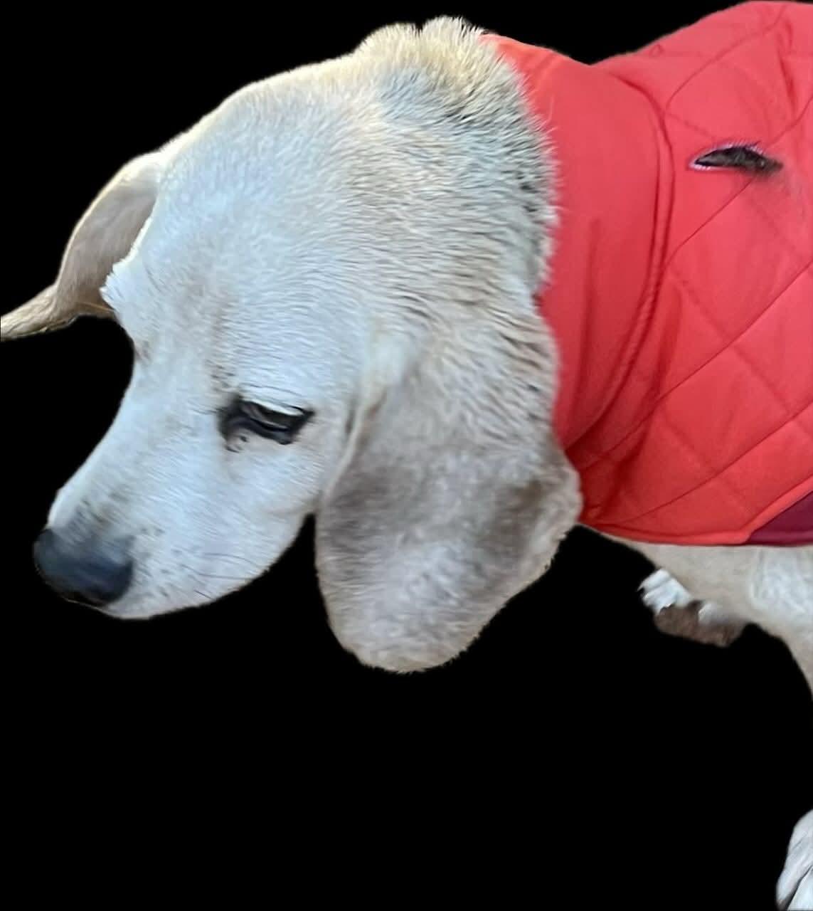 Enlarge Shadow, a Adoptable Beagle in Raleigh, NC image 3/5