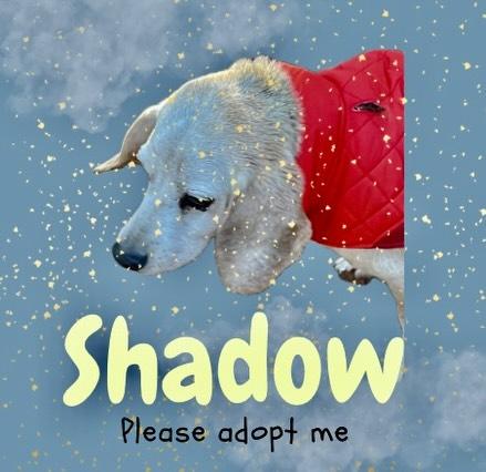 Shadow, a Adoptable Beagle in Raleigh, NC image 3/6