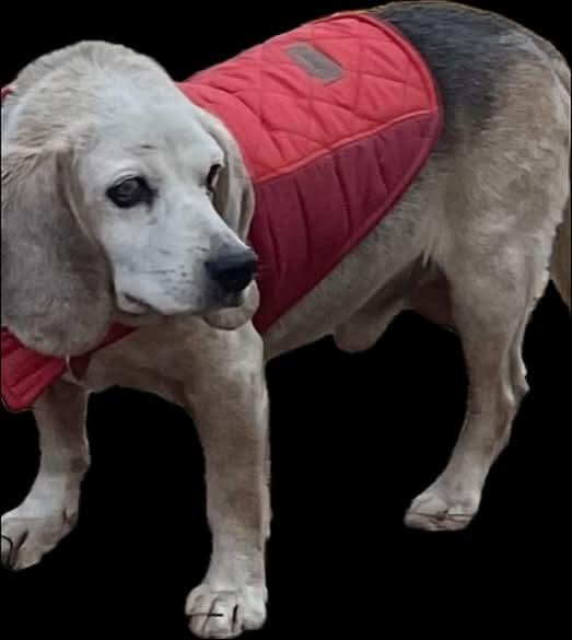 Enlarge Shadow, a Adoptable Beagle in Raleigh, NC image 4/5