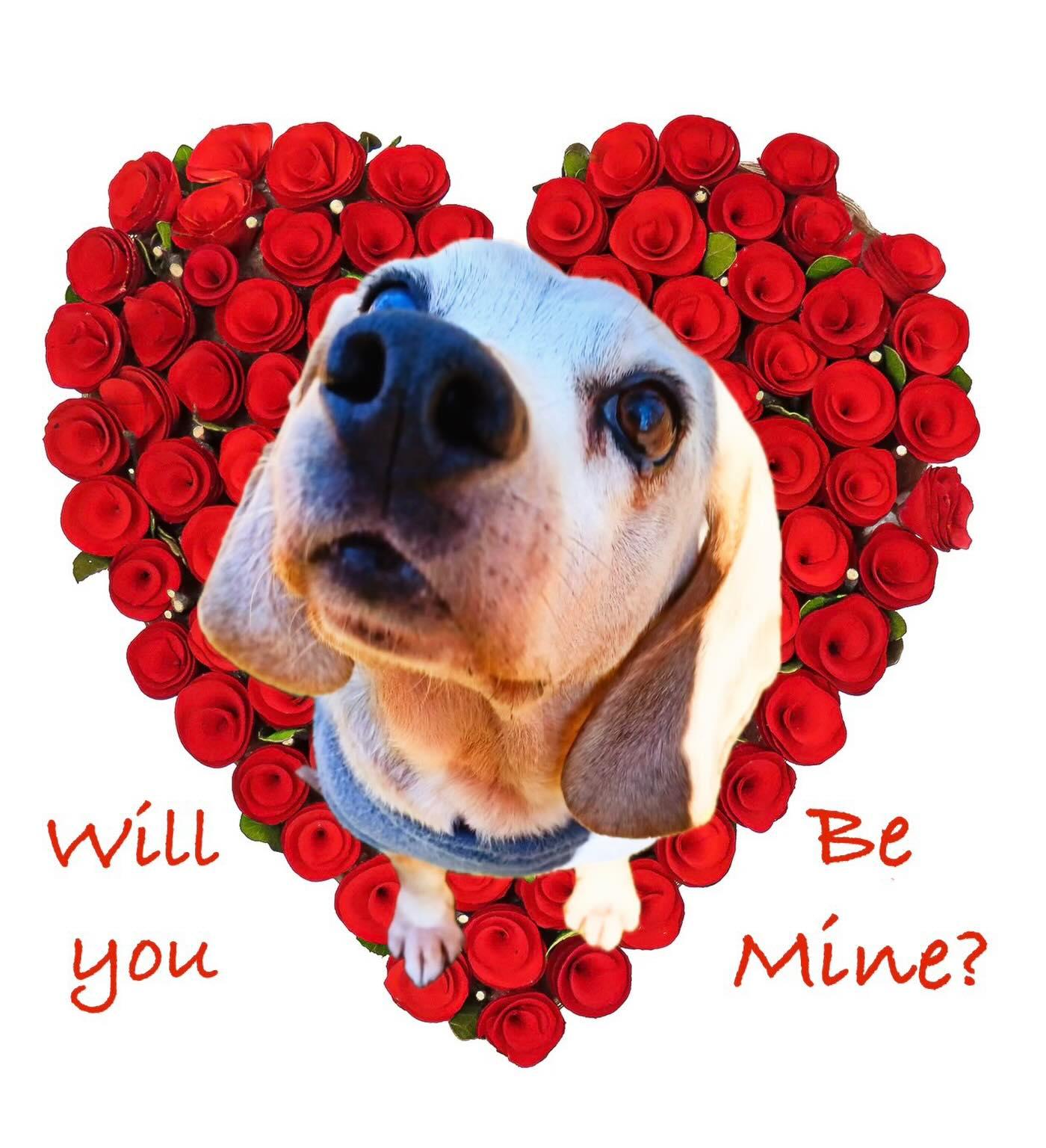 Shadow, a Adoptable Beagle in Raleigh, NC image 2/6