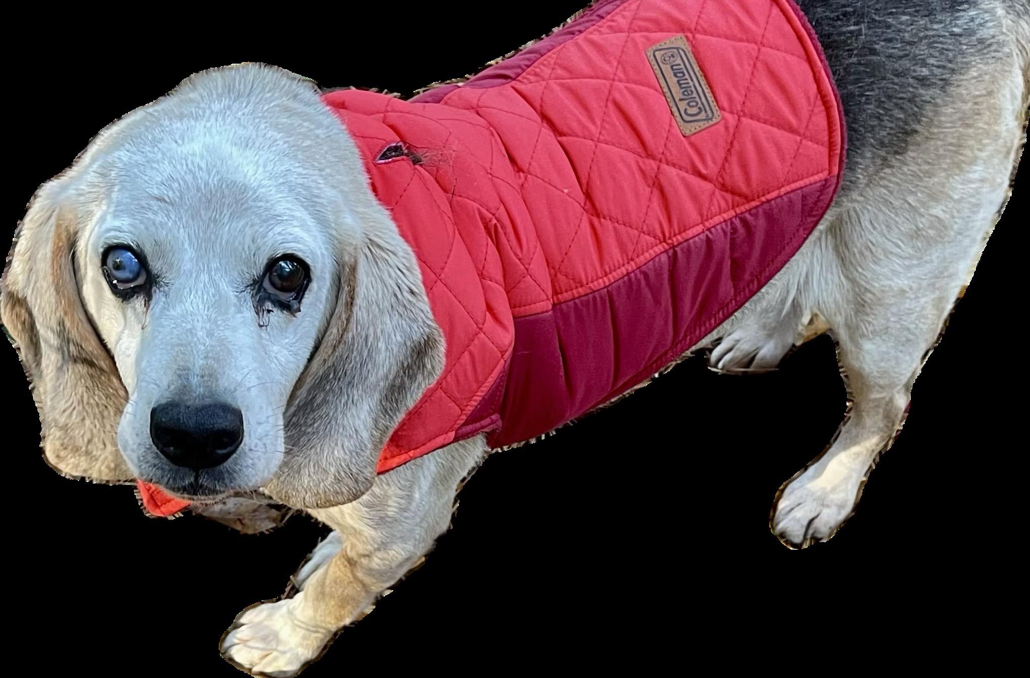 Enlarge Shadow, a Adoptable Beagle in Raleigh, NC image 2/5